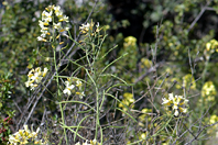 Brassica montana